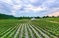 蓝莓园里剪枝忙 小果实孕育大希望