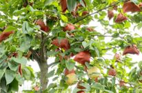 “梨”好时光 解锁夏日最“梨”想的清甜