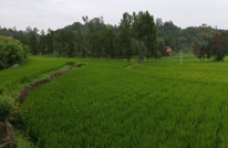 贵福镇：农业生产恢复稳定，多措确保粮食安全