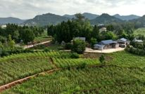 巨光乡抗旱保粮：晚秋生产显成效玉米稻谷长势喜人