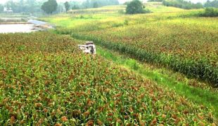 渠县：白露高粱红 农机抢收忙