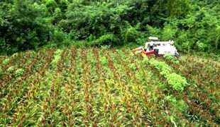 渠县：白露高粱红 农机抢收忙