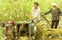 安北乡：苎麻满荒地三方共增收