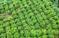 从“隔窗观物”变“视听盛宴”渠县汉阙博物馆启动线上直播