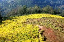 荒坡披金 贵福镇千亩撂荒地种出致富菊