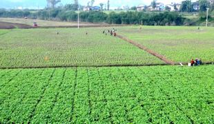 冬日田间添营养 油菜冬管保丰收