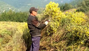 小花虽野，可致远方!渠县千亩金菊绽放振兴希望