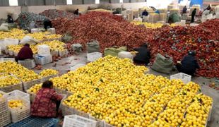 精准控温保鲜 渠县3000吨优质柠檬入库