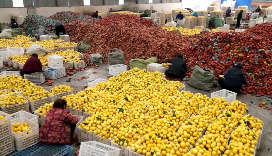 精准控温保鲜 渠县3000吨优质柠檬入库