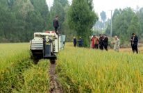 渠县“冬闲田”变“丰收田” 籼粳稻最高亩产410公斤