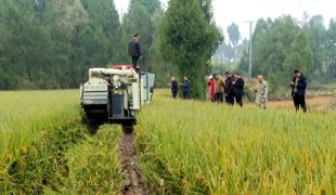 渠县“冬闲田”变“丰收田” 籼粳稻最高亩产410公斤