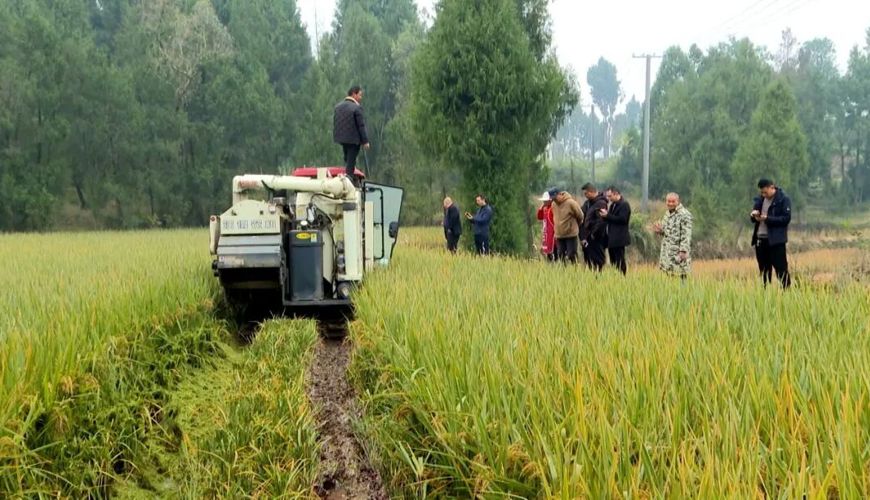 渠县“冬闲田”变“丰收田” 籼粳稻最高亩产410公斤