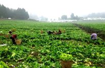 2万亩儿菜丰收 外地客商上门抢鲜