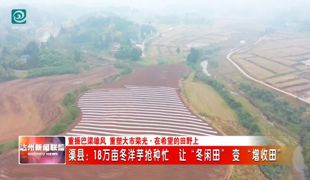 18万亩冬洋芋抢种忙 渠县让“冬闲田”变“增收田”