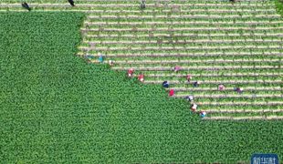 新华社、新华网、农民日报关注渠县 | 田间地头农事忙 稳产保供打基础