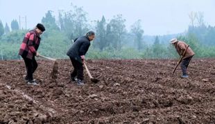 “冬闲田”变“增收田”  渠县18万亩冬洋芋抢种正当时