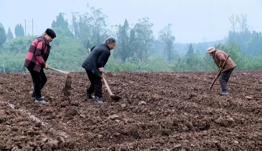 “冬闲田”变“增收田”  渠县18万亩冬洋芋抢种正当时