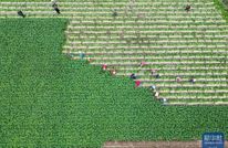 央媒省媒聚焦渠县 | 2万多亩萝卜上市