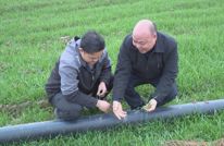 渠县5万亩冬小麦进入越冬关键期 农技服务到田头保苗壮