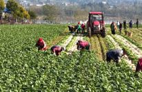 渠县：新年新“丰”景  萝卜鲜“闯”出海外市场