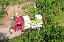 渠县：温度一降智动增温 柠檬在寒冬里安稳冬眠