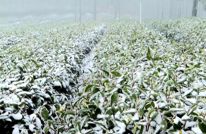 雪落渠县，水墨天成！雾凇与茶山共绘冬日限定童话