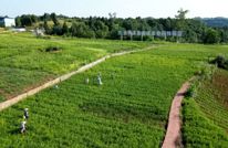 【賨城华章“十四五”】“渠字号”特色农业多点开花 黄花柠檬芍药铺就致富路