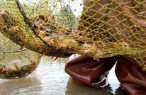 【渠向未来“十五五”】稻虾共生 错峰上市“渠县早虾”抢滩春节市场