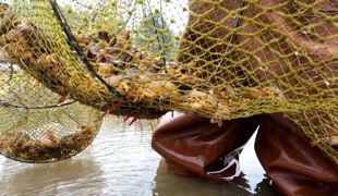 【渠向未来“十五五”】稻虾共生 错峰上市“渠县早虾”抢滩春节市场