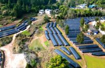 【渠向未来“十五五”】渠县：“村播”卖菌忙 羊肚菌“云销”抢鲜年货市场