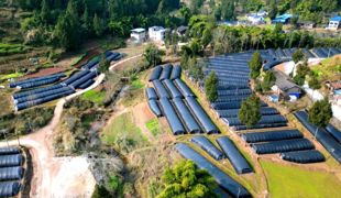 【渠向未来“十五五”】渠县：“村播”卖菌忙 羊肚菌“云销”抢鲜年货市场