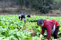 渠县：田间地头榨菜绿 丰收时节采收忙