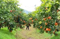 【迎新年 庆新春 乐购嘉年华】“柑”甜迎新春 三板镇“采摘+”模式激活农旅融合新活力