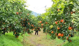 【迎新年 庆新春 乐购嘉年华】“柑”甜迎新春 三板镇“采摘+”模式激活农旅融合新活力