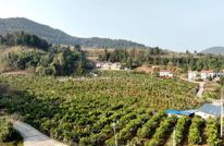 消费帮扶“架金桥” 三板柑橘香飘四方