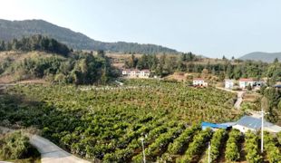 消费帮扶“架金桥” 三板柑橘香飘四方