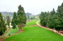 渠县：春节逢“雨水” 科技赋能小麦精准春管