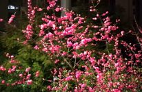 渠城红梅映灯火 灯影照梅红