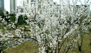 美炸了！渠县樱花惊艳绽放，粉色浪漫刷屏朋友圈！