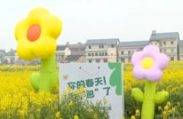 油菜花田藏春味 把春天炒进锅里“炫”进嘴里
