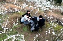 渠县：漫山李花绘春色 花下煮茶醉游人
