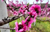 渠县：“以花为媒”打造“春日经济”