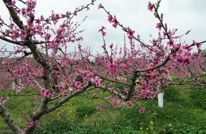 渠县：“以花为媒”打造“春日经济”