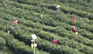 渠县：春到茶事忙 嫩芽飘香采收正浓