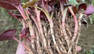 在达州渠县，春天最忙的不是眼睛，是嘴！