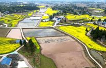 渠县：秧母田铺舒适床 育出壮秧保丰收