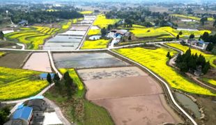 渠县：秧母田铺舒适床 育出壮秧保丰收