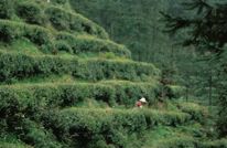 玩转渠县｜清明假期就用Color Walk的方式，打开渠县的春天！