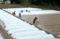 渠县“选种马拉松”：205个水稻品种“打擂” 只为一颗好“芯”