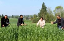 渠县：无人机防赤霉病 为小麦丰收护航